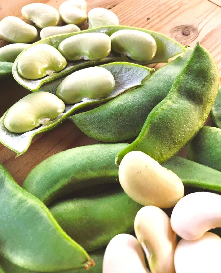 King of the Garden Lima Bean (Pole) - Image 8