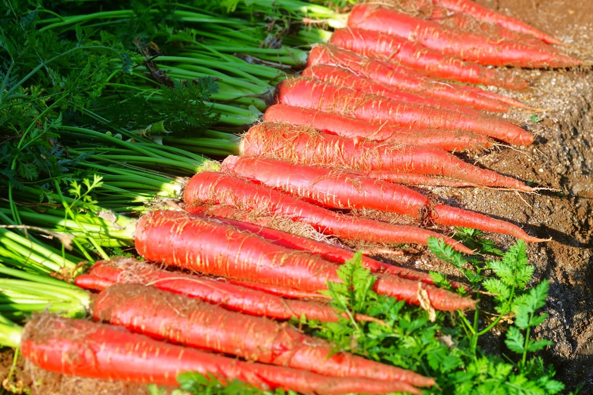 Kintoki Red Carrot - Image 3