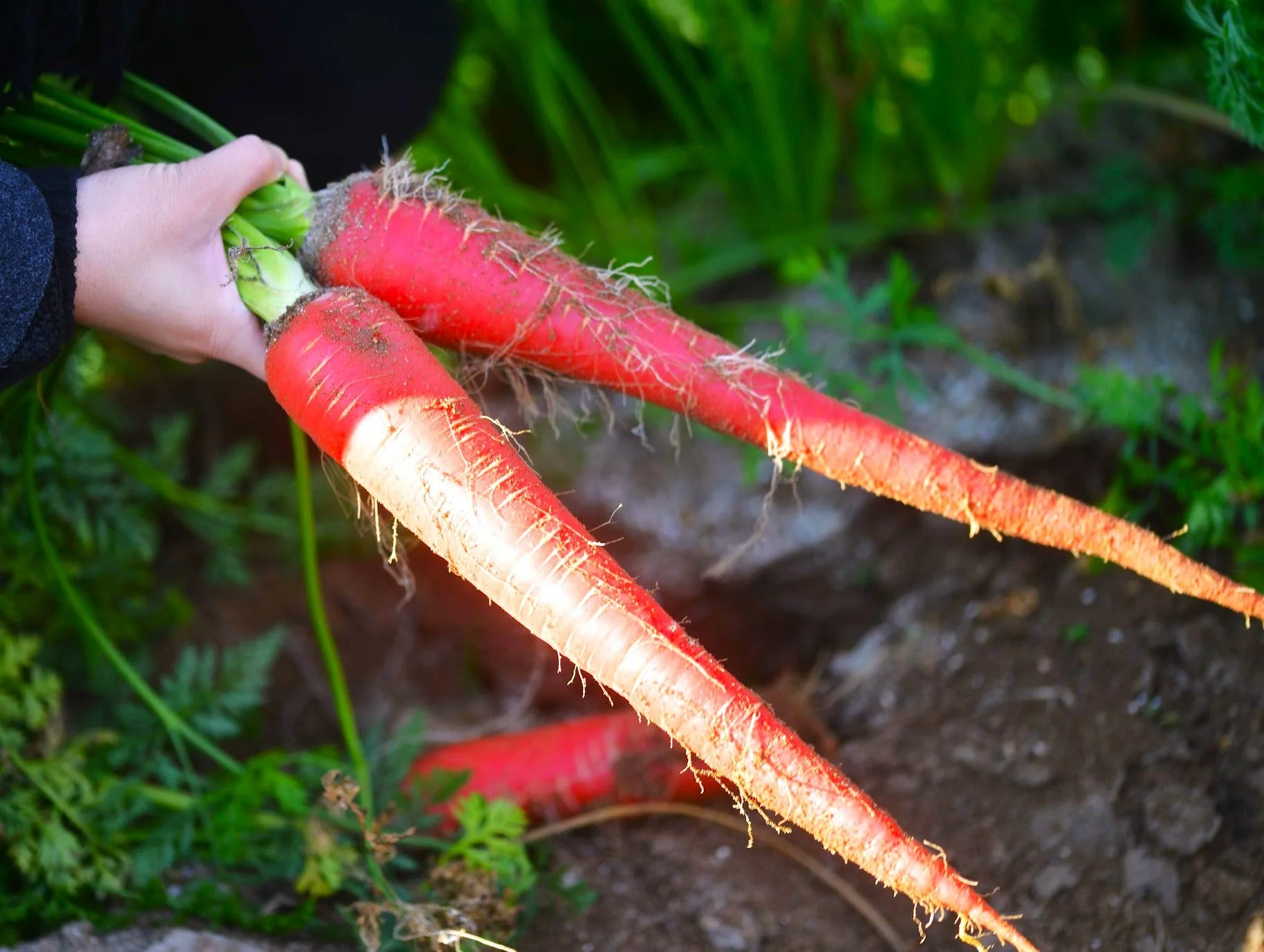 Kintoki Red Carrot - Image 4