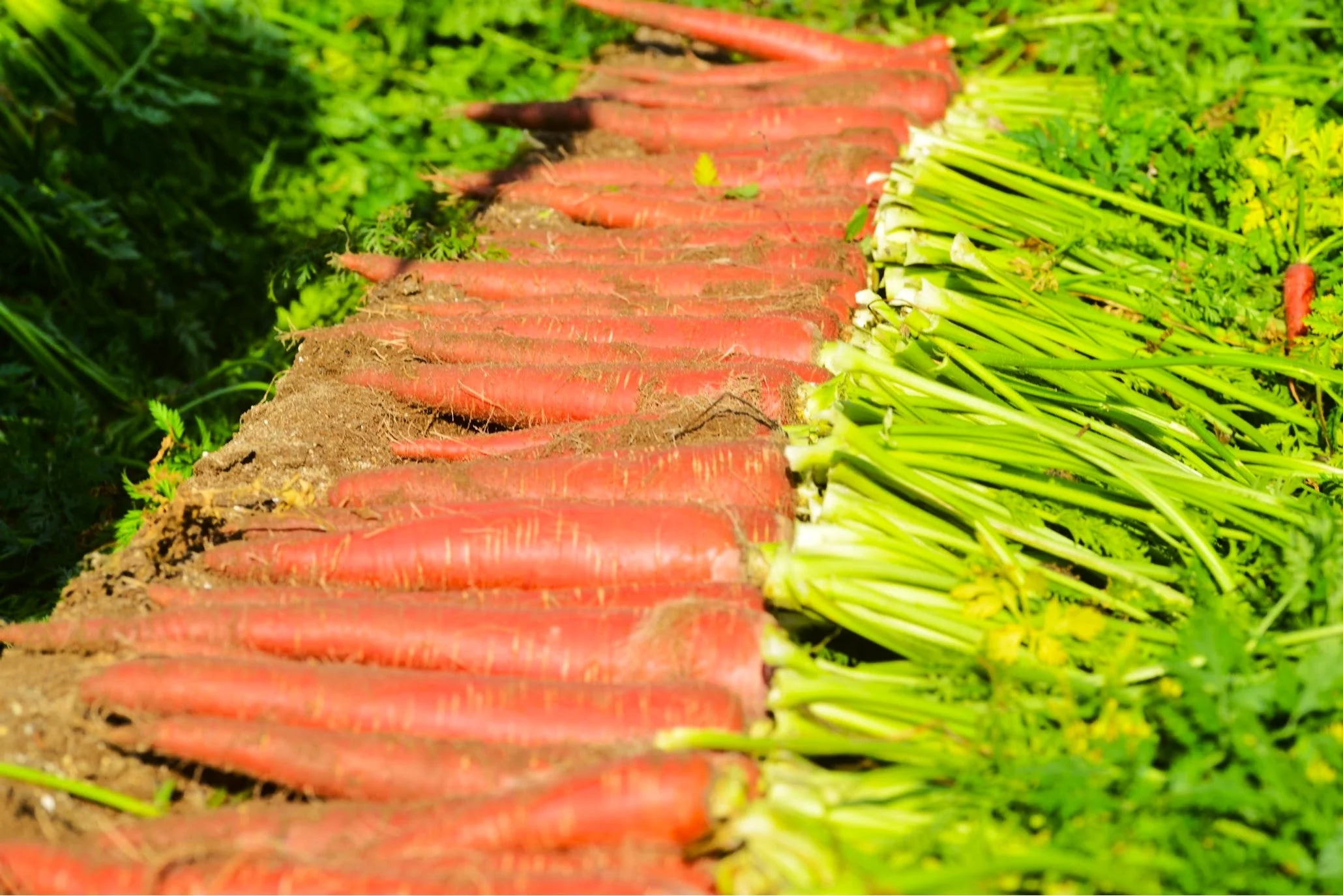 Kintoki Red Carrot - Image 5