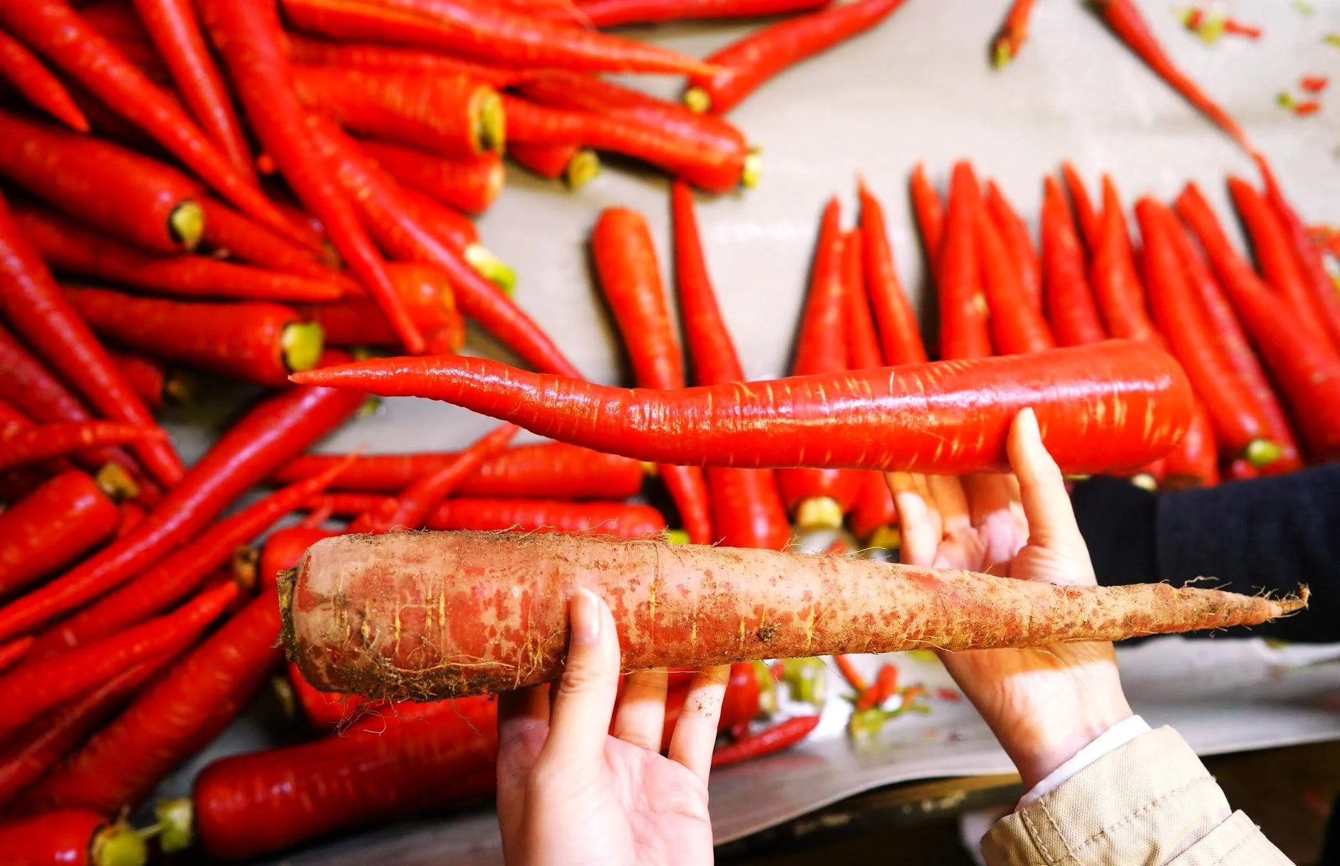 Kintoki Red Carrot - Image 7