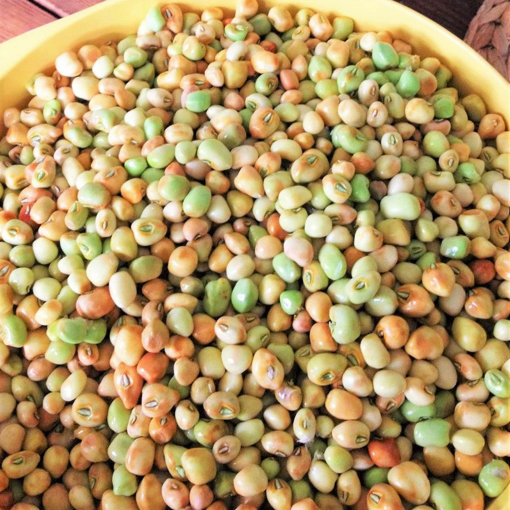 Knuckle Purple Hull Cowpea - Image 3