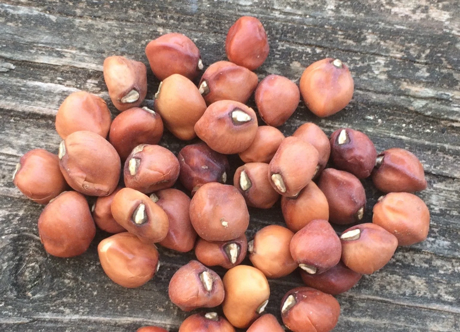 Knuckle Purple Hull Cowpea - Image 4
