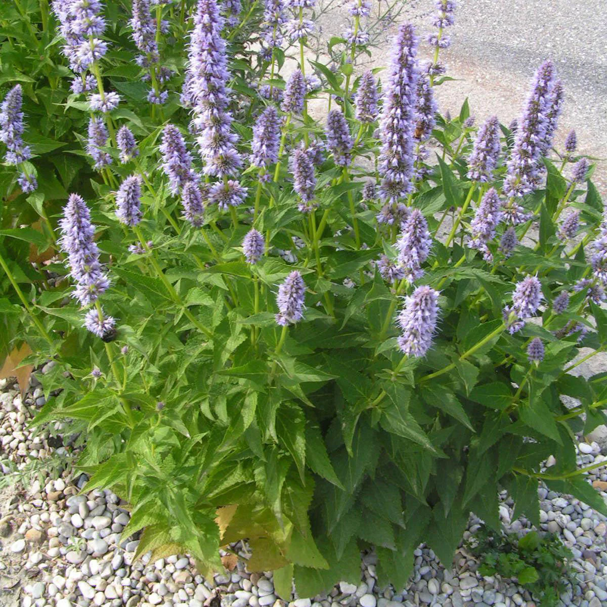 Korean Mint - Image 2