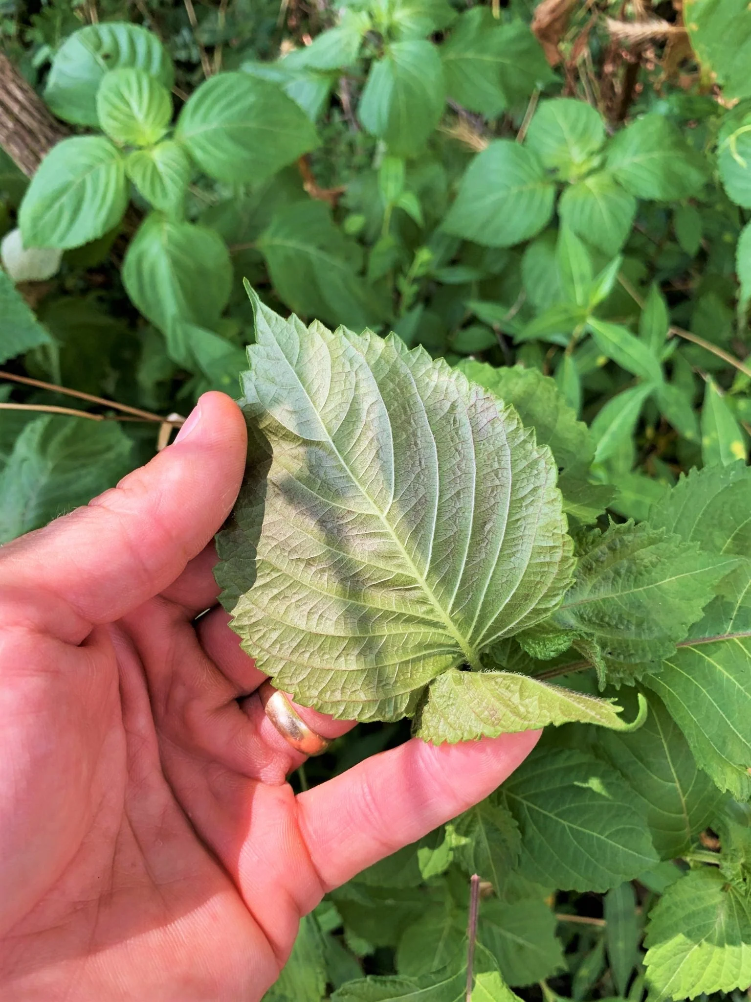 Korean Perilla (Shiso) - Image 3