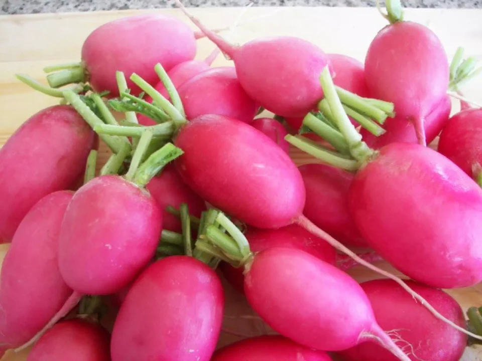 Lady Slipper Radish - Image 3