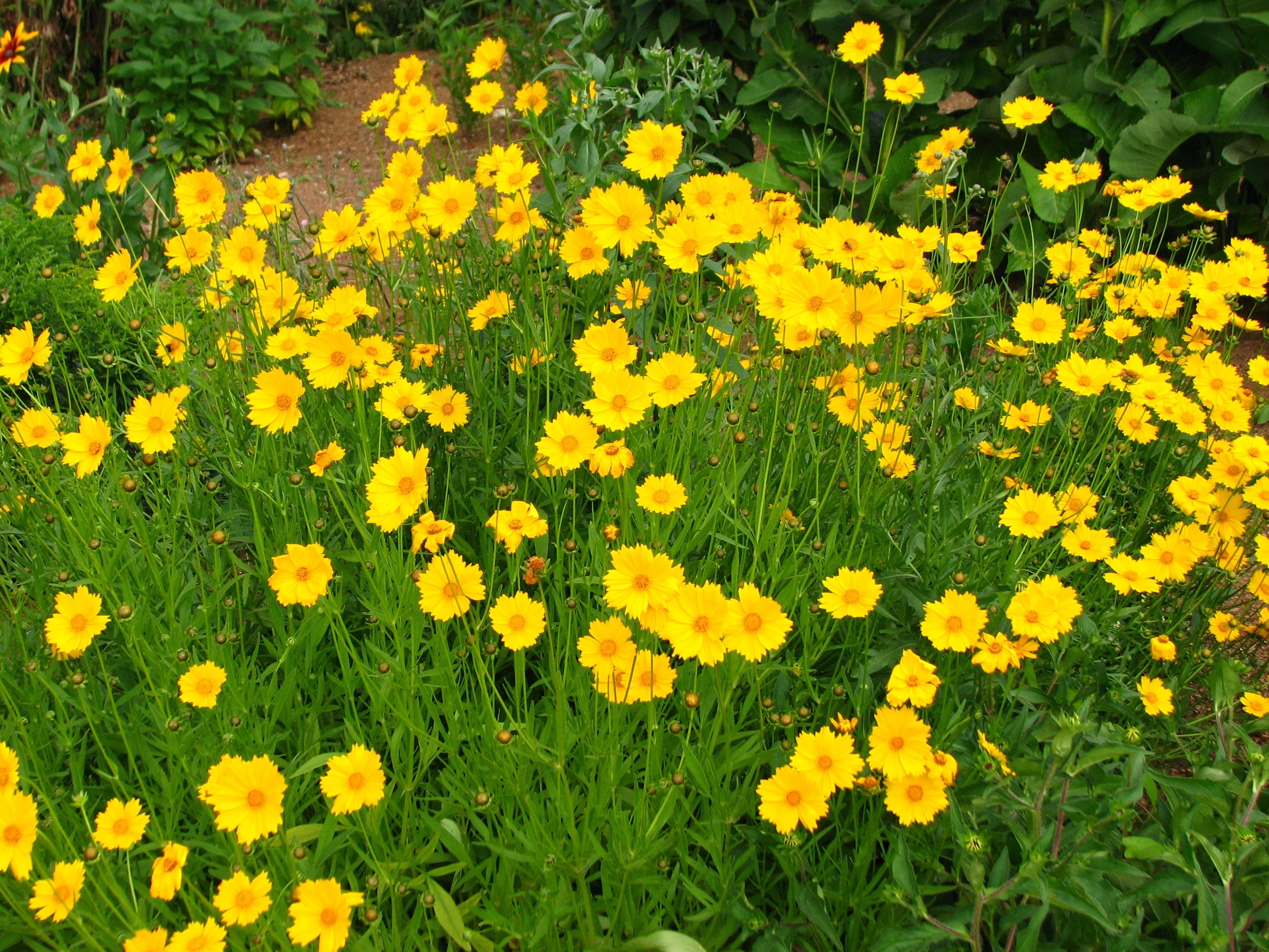 Lanceleaf Coreopsis - Image 3