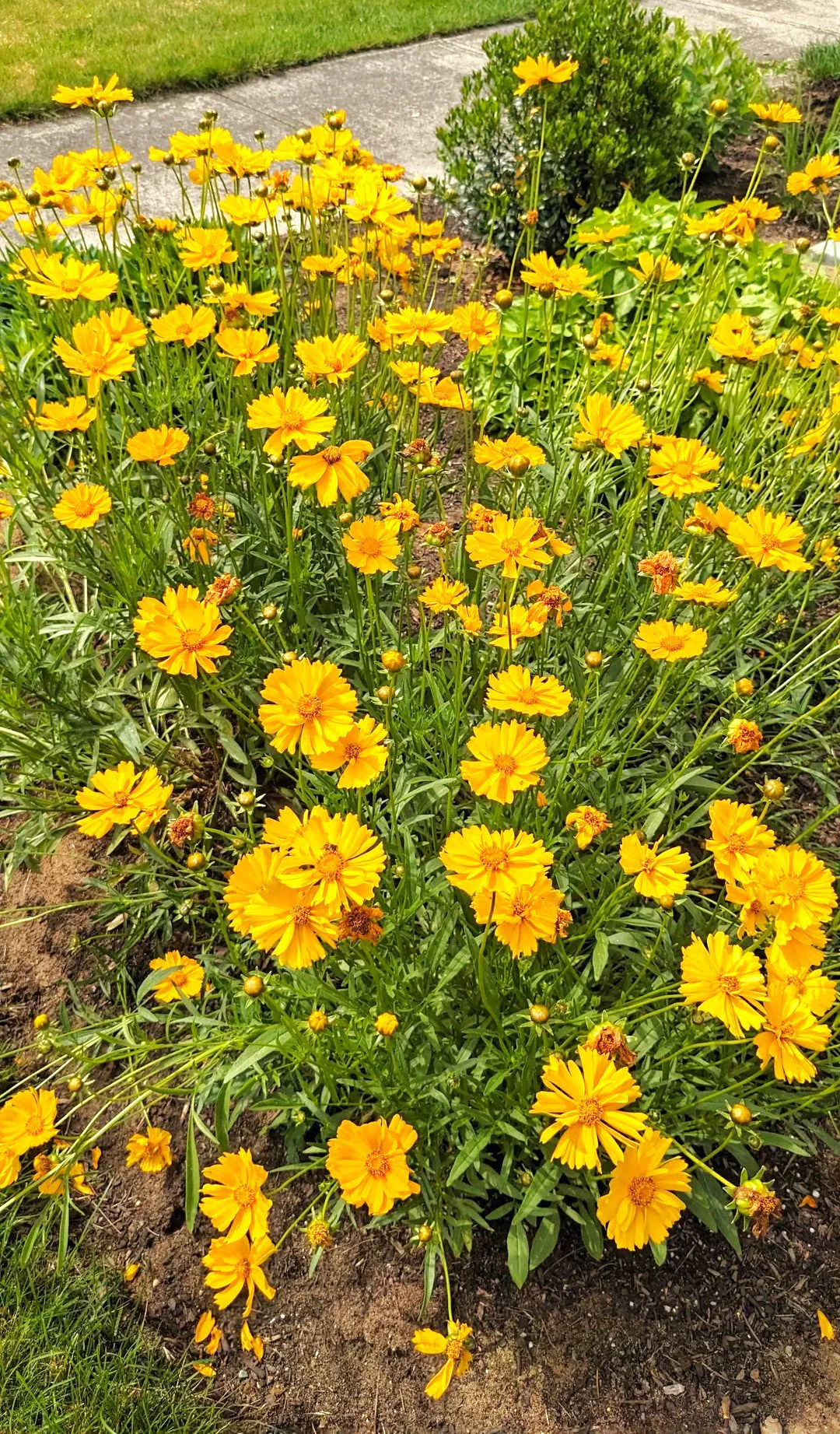 Lanceleaf Coreopsis - Image 4
