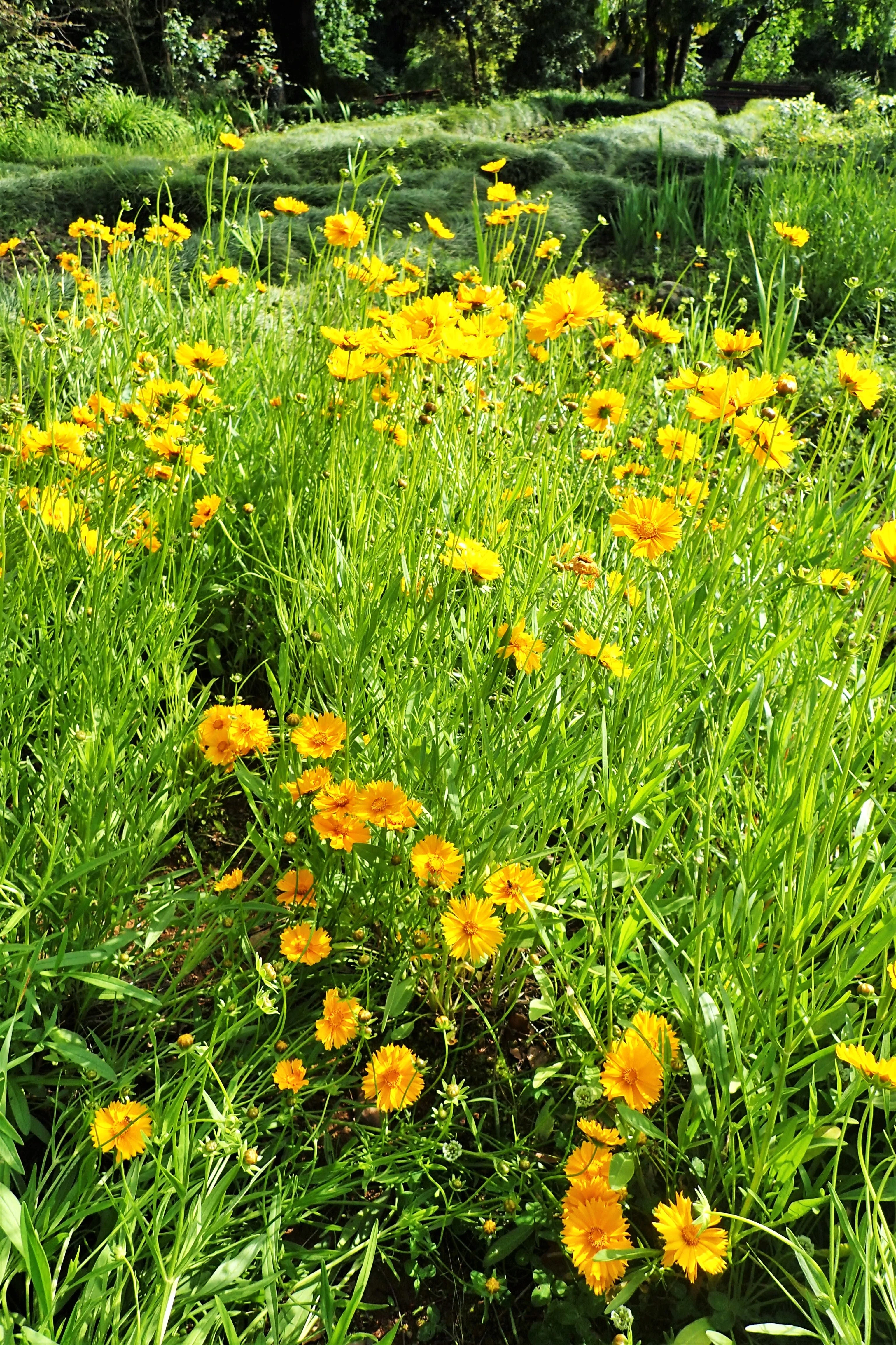 Lanceleaf Coreopsis - Image 6