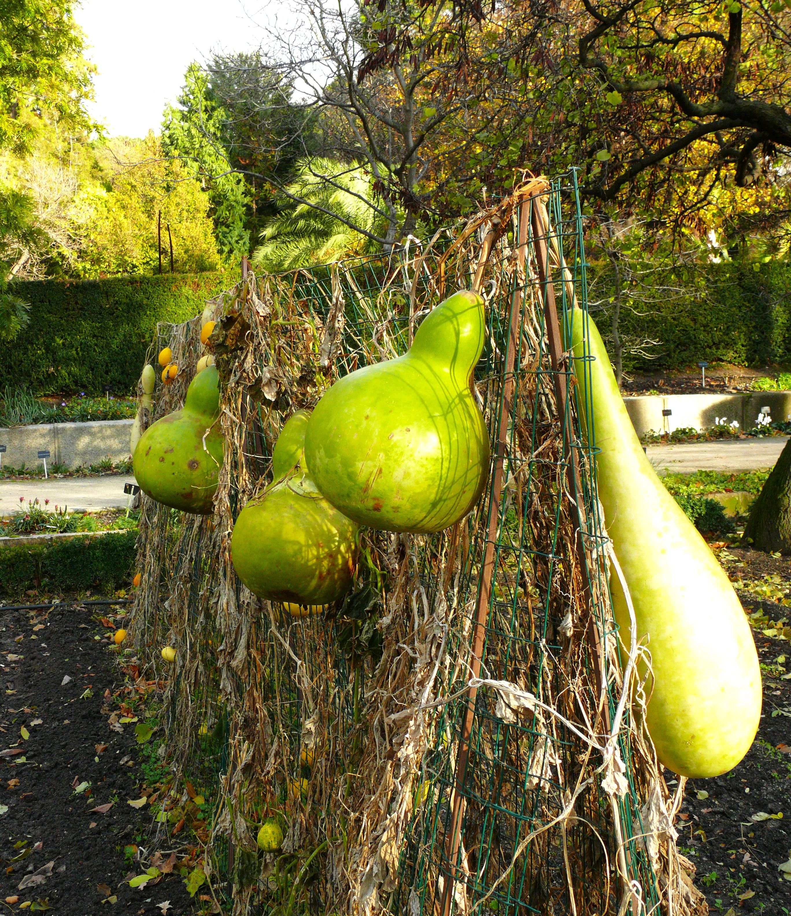 Large Crafting Gourds Mix - Image 3