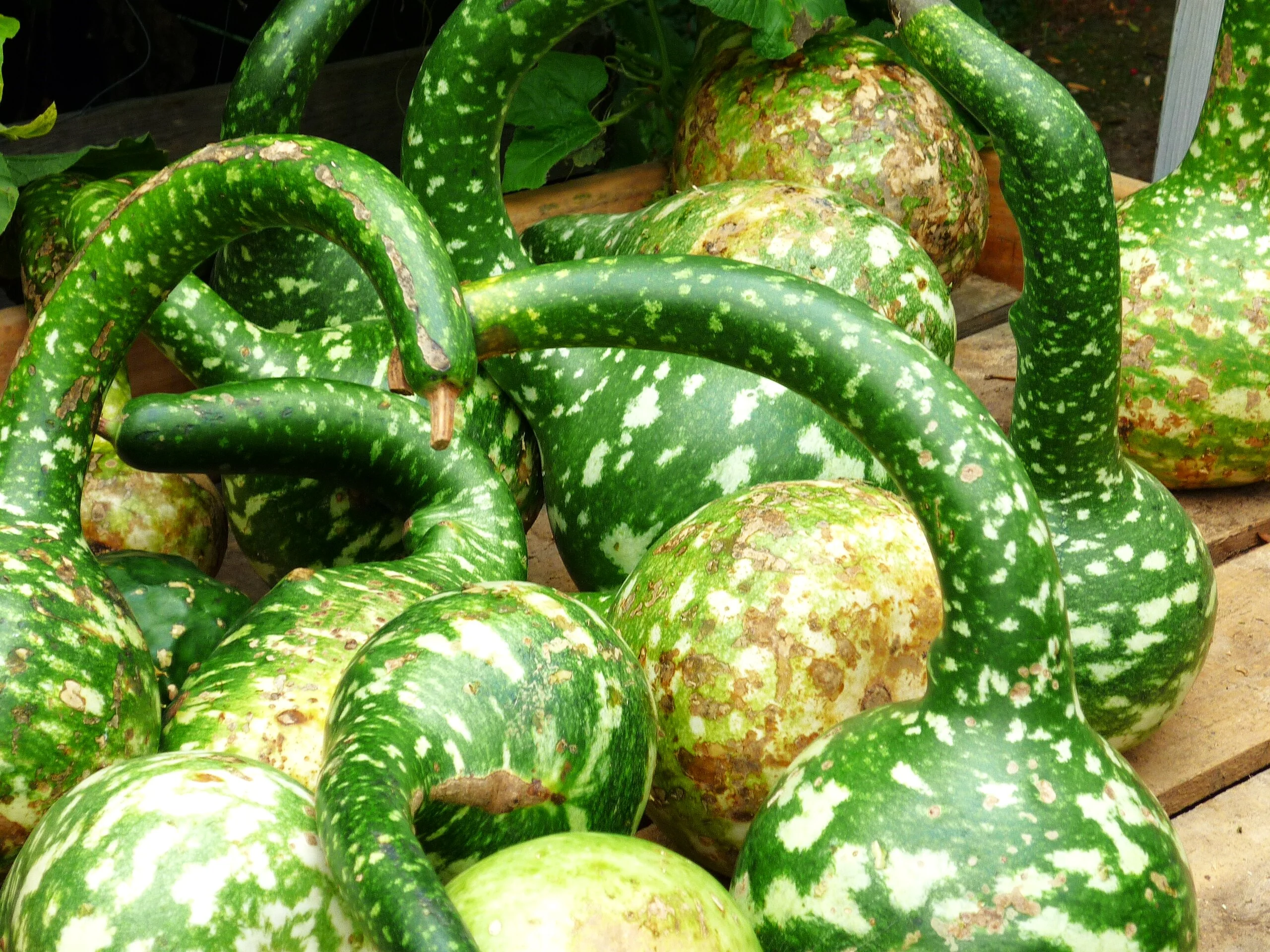 Large Crafting Gourds Mix - Image 7
