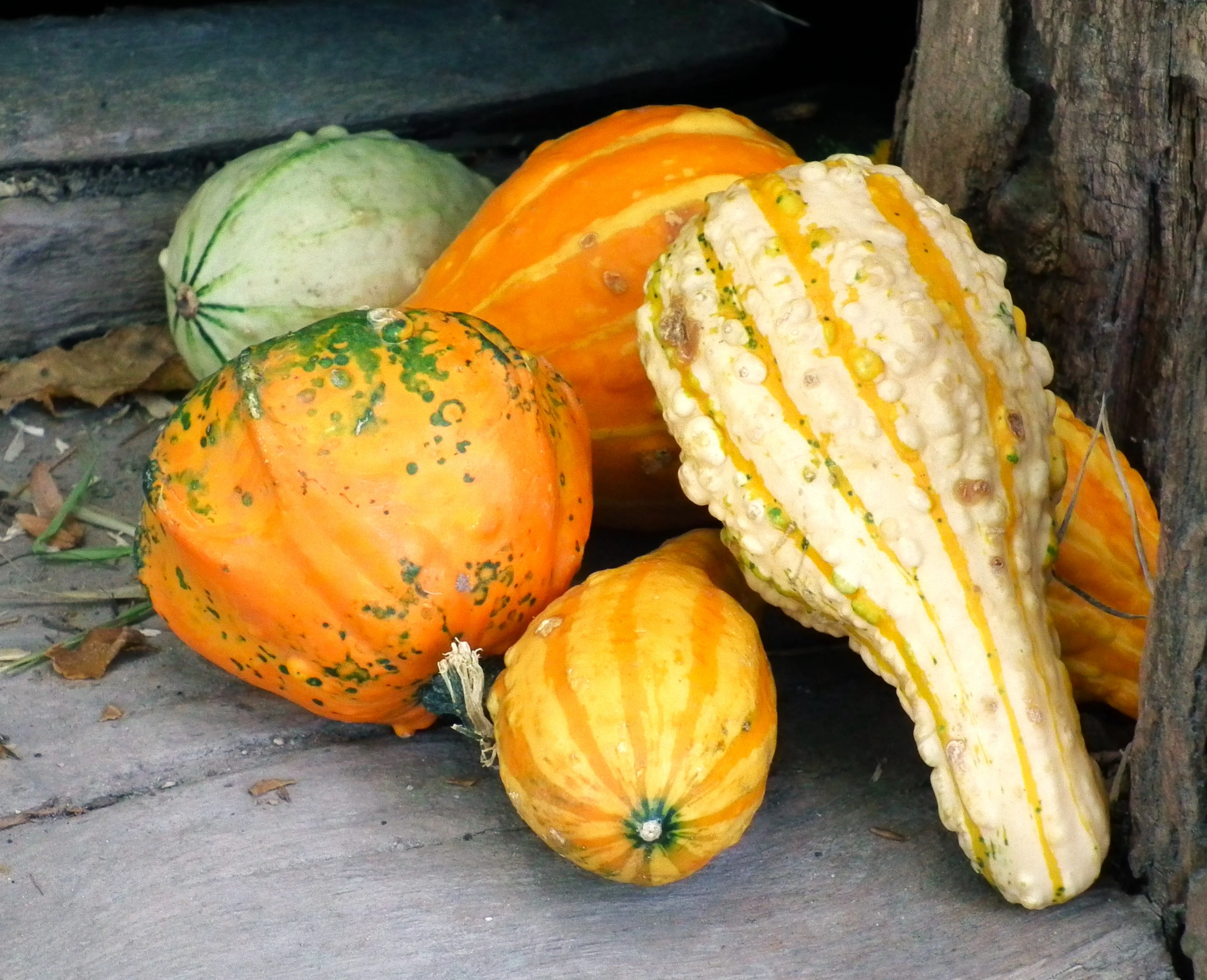Large Mix Ornamental Gourd - Image 3