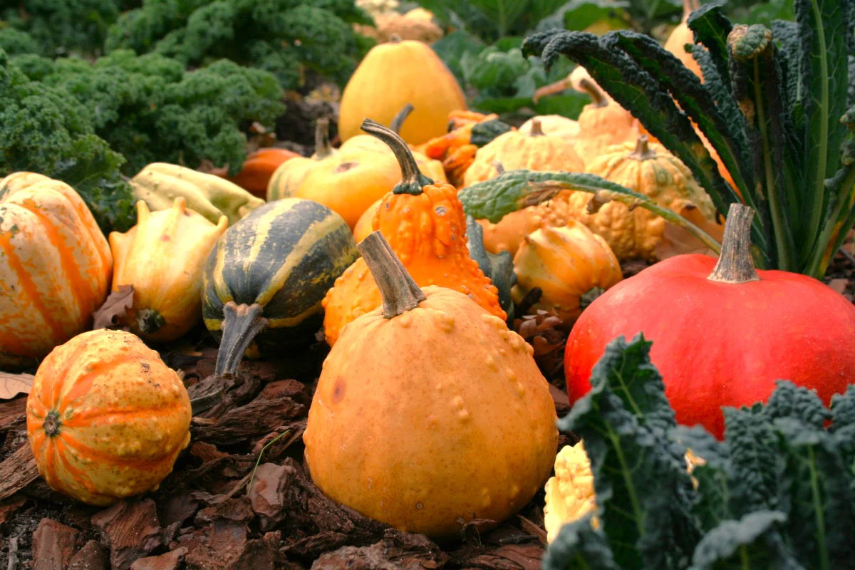 Large Mix Ornamental Gourd - Image 4