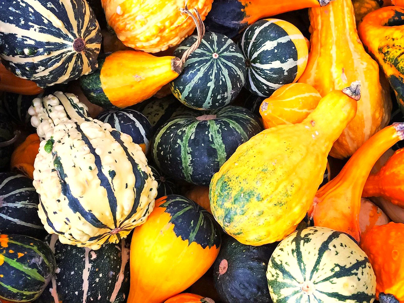 Large Mix Ornamental Gourd - Image 6