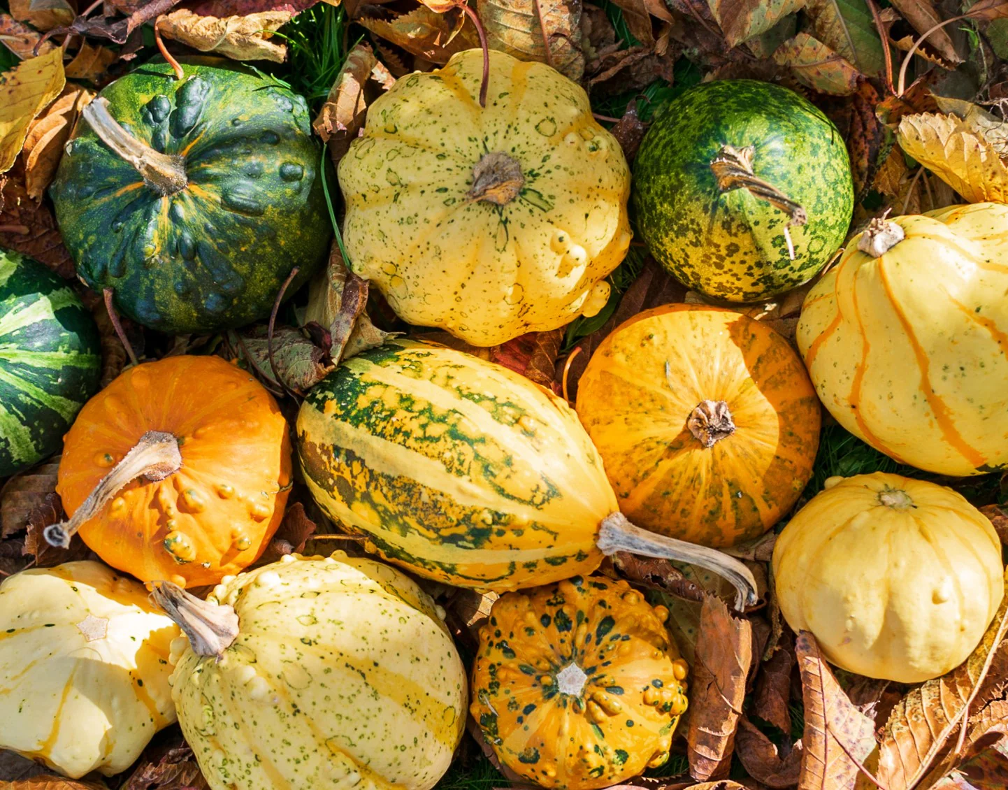 Large Mix Ornamental Gourd - Image 7
