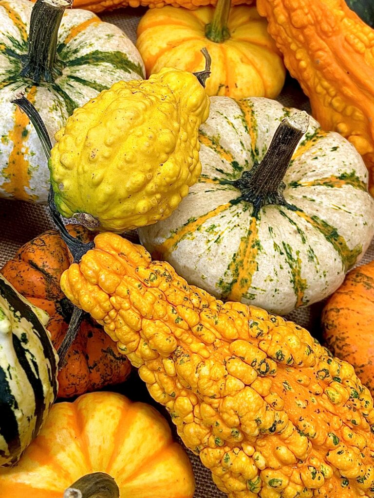 Large Mix Ornamental Gourd - Image 8
