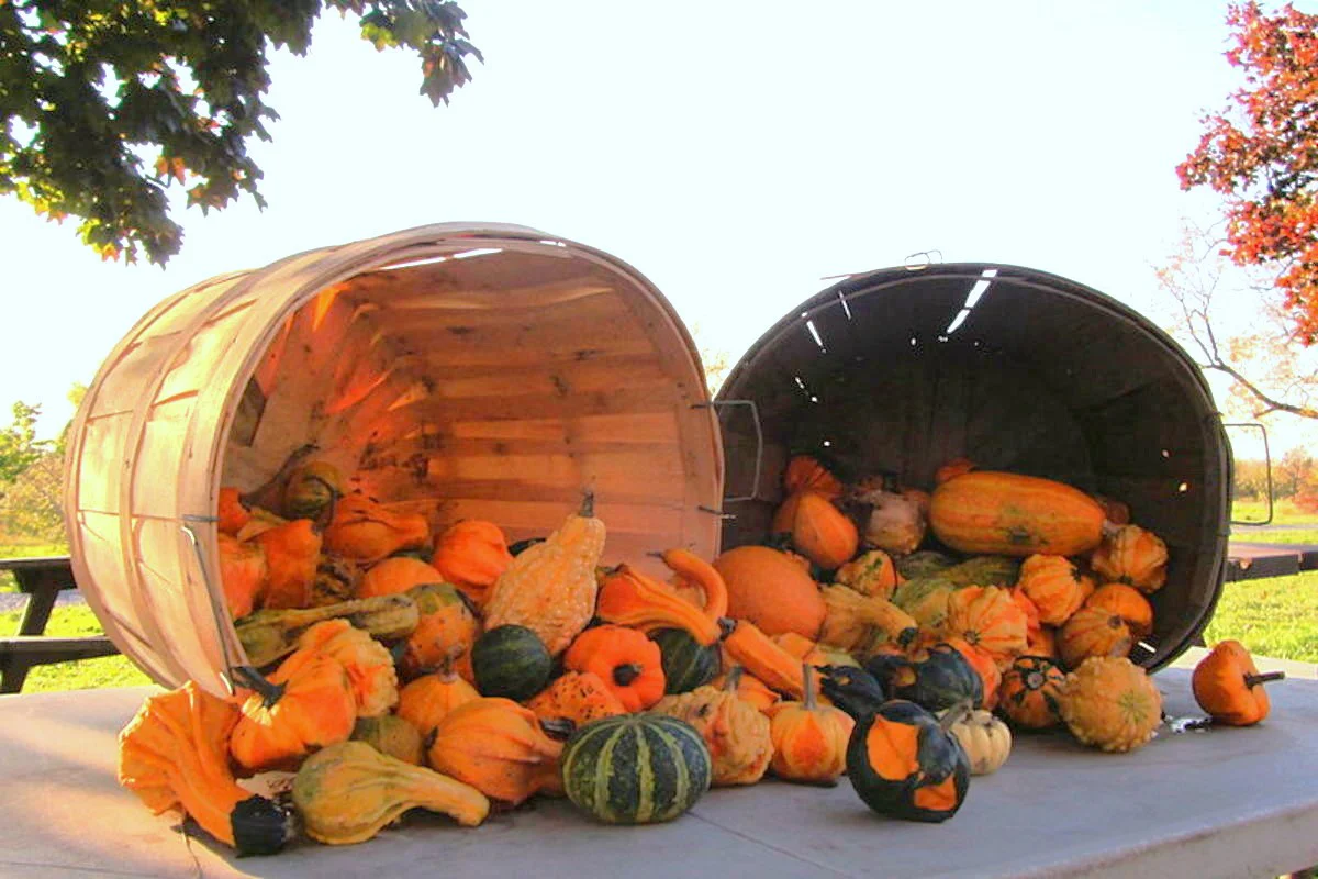 Large Mix Ornamental Gourd - Image 9