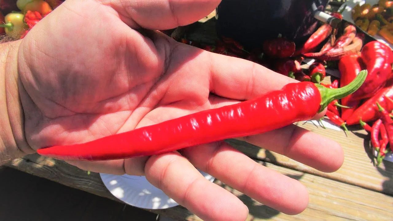 Large Red Thick Cayenne Pepper - Image 3