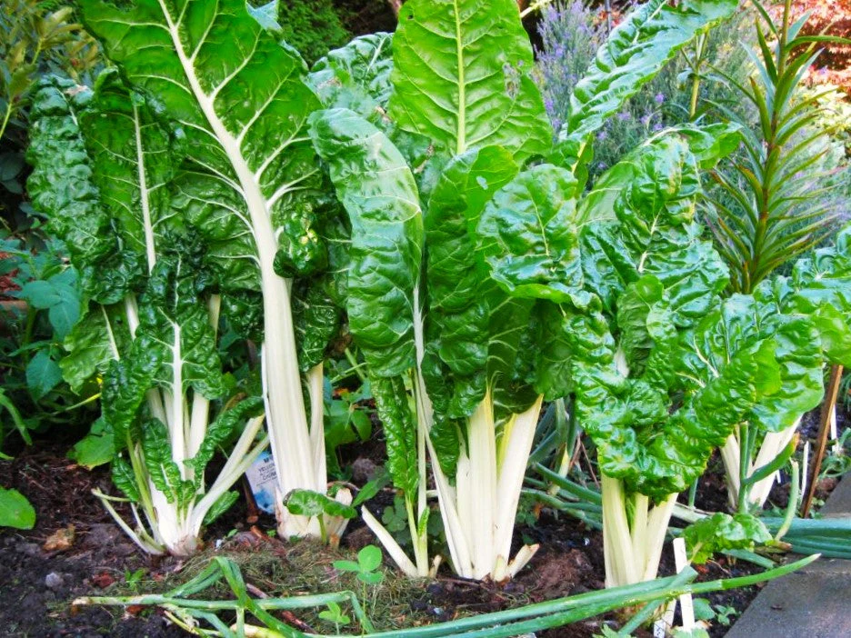 Large White Ribbed Swiss Chard - Image 3