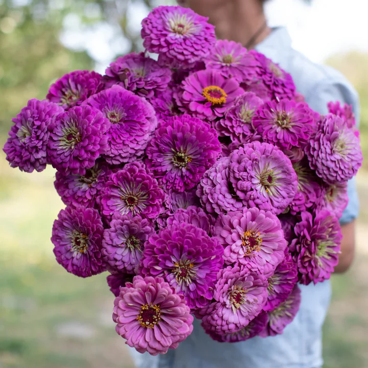 Lavender Zinnia - Image 3