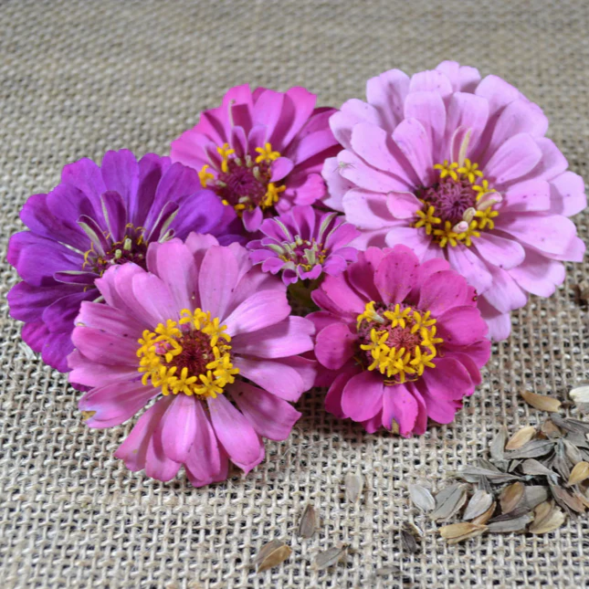 Lavender Zinnia - Image 4