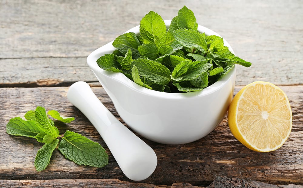 Lemon Balm - Image 8