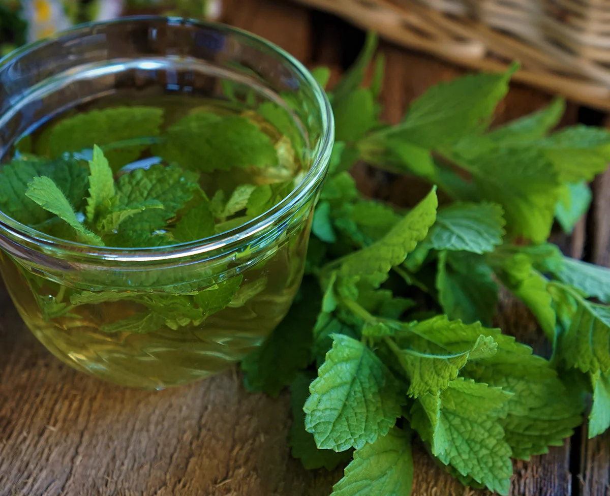 Lemon Balm - Image 9