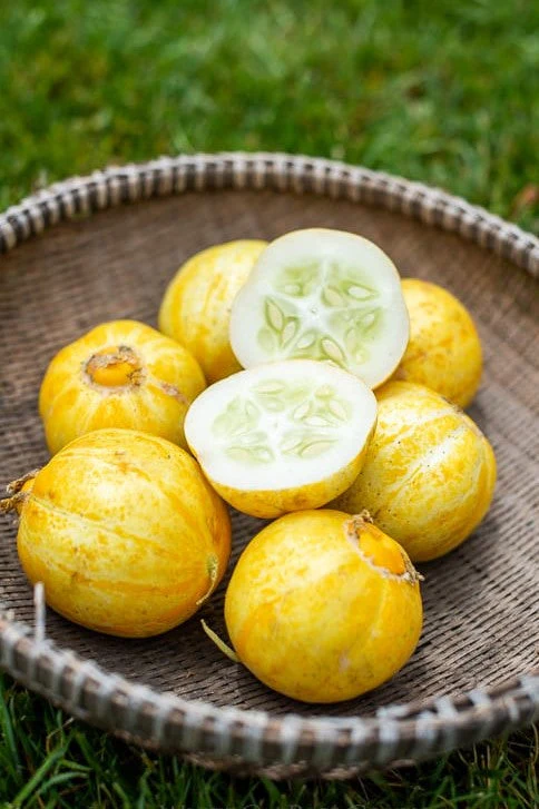 Lemon Cucumber - Image 3