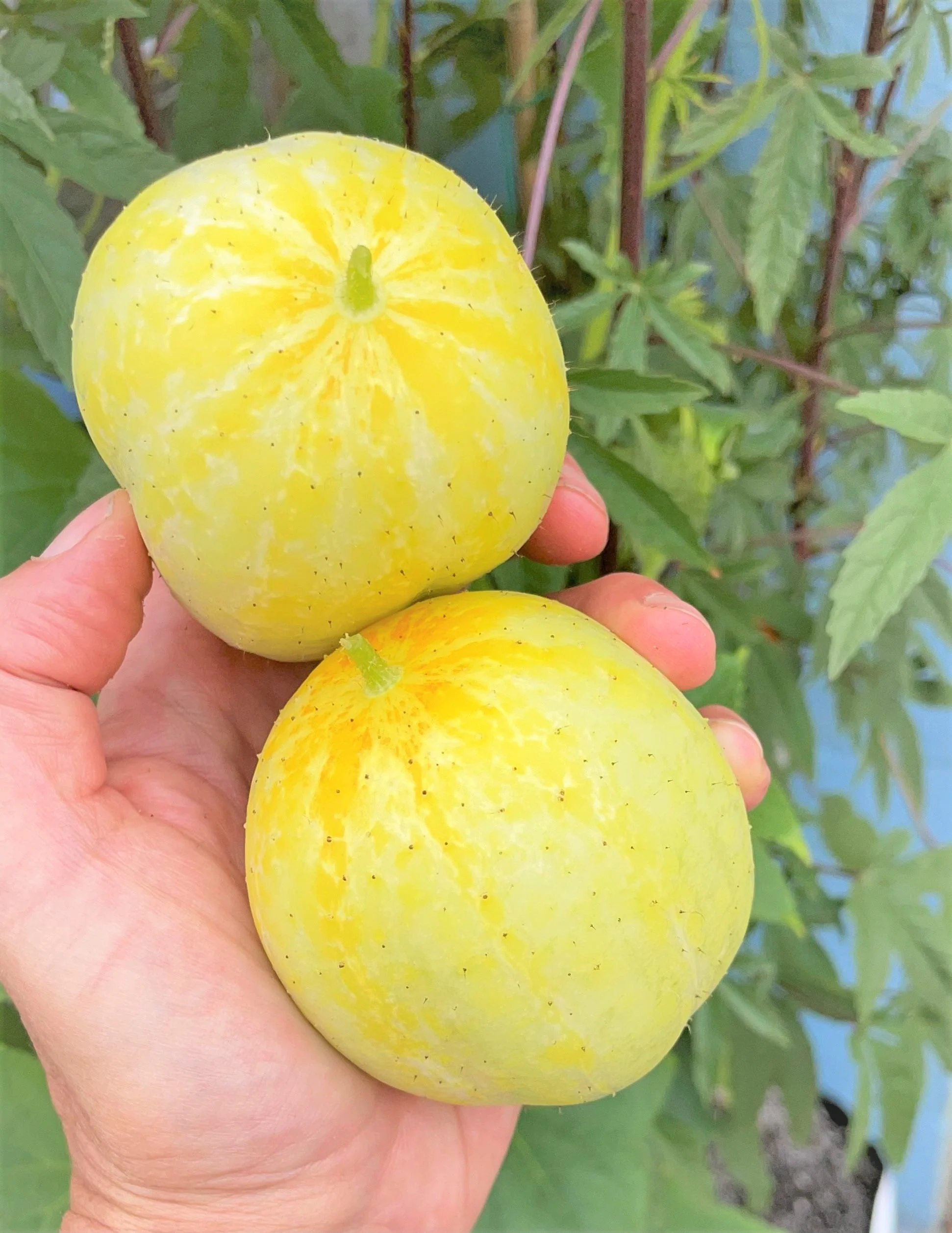 Lemon Cucumber - Image 5