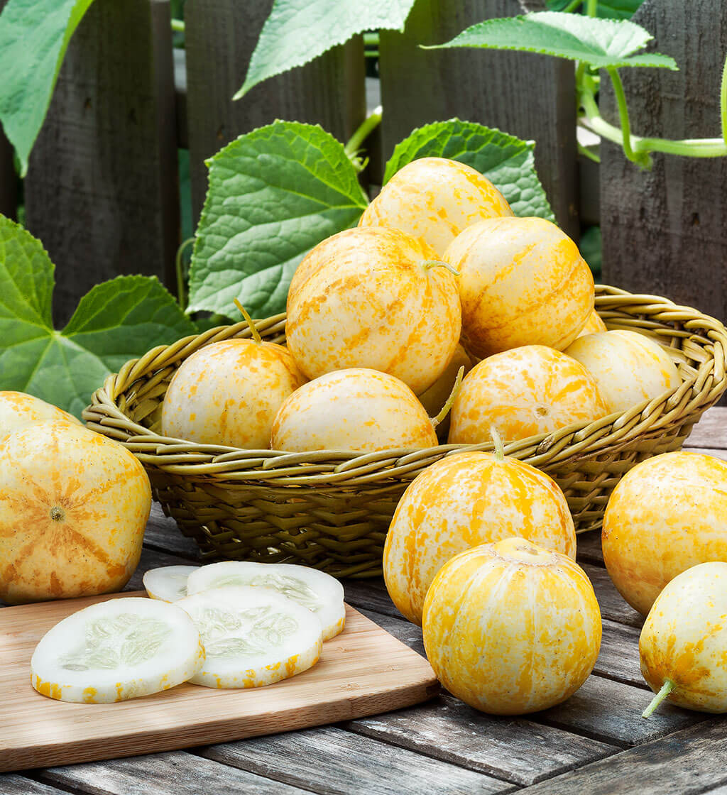 Lemon Cucumber - Image 6