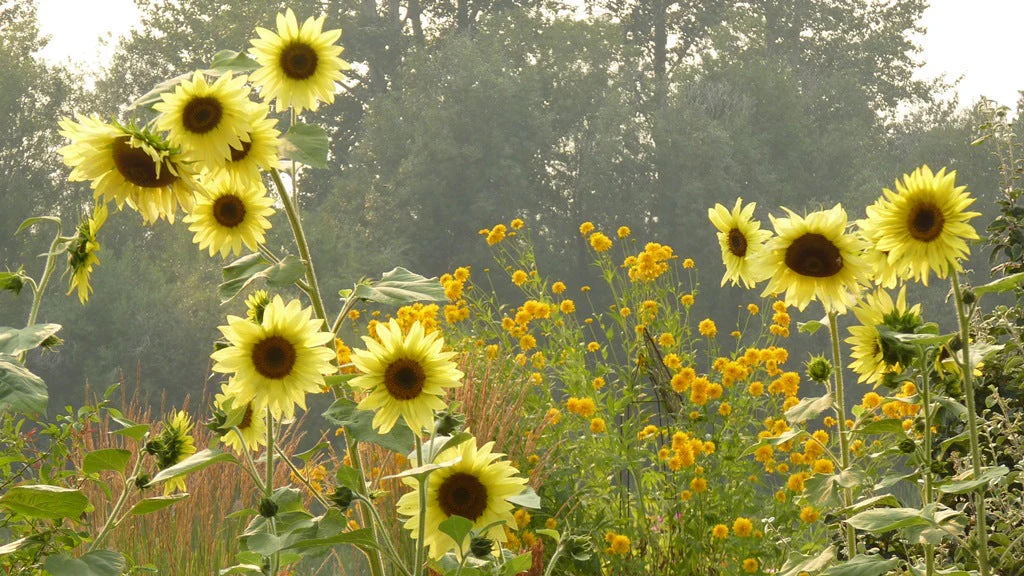Lemon Queen Sunflower - Image 5