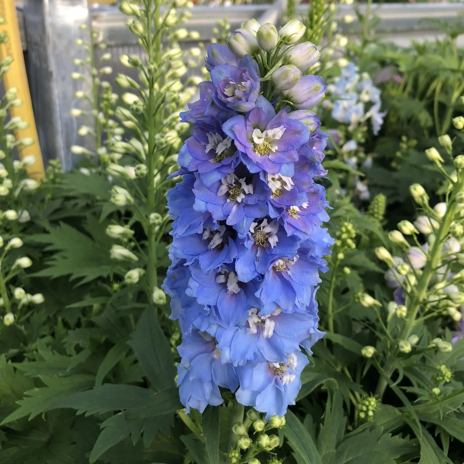 Light Blue Rocket Larkspur - Image 3