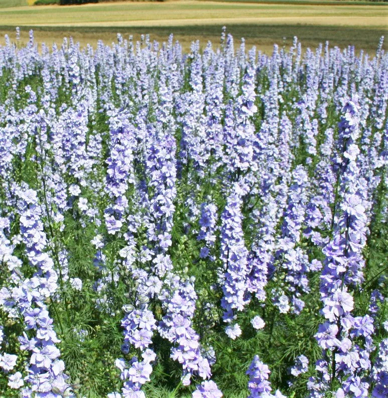 Light Blue Rocket Larkspur - Image 4