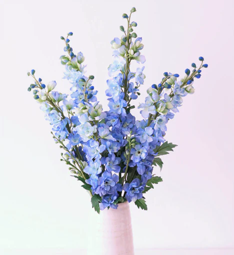 Light Blue Rocket Larkspur - Image 5