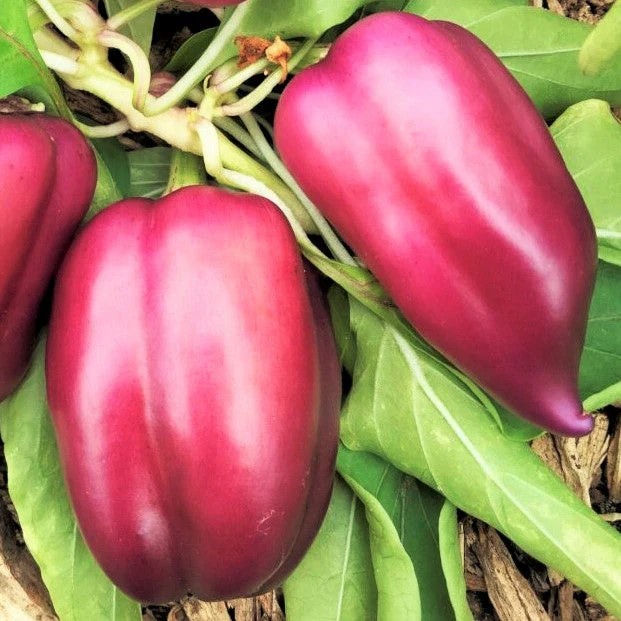 Lilac Bell Pepper