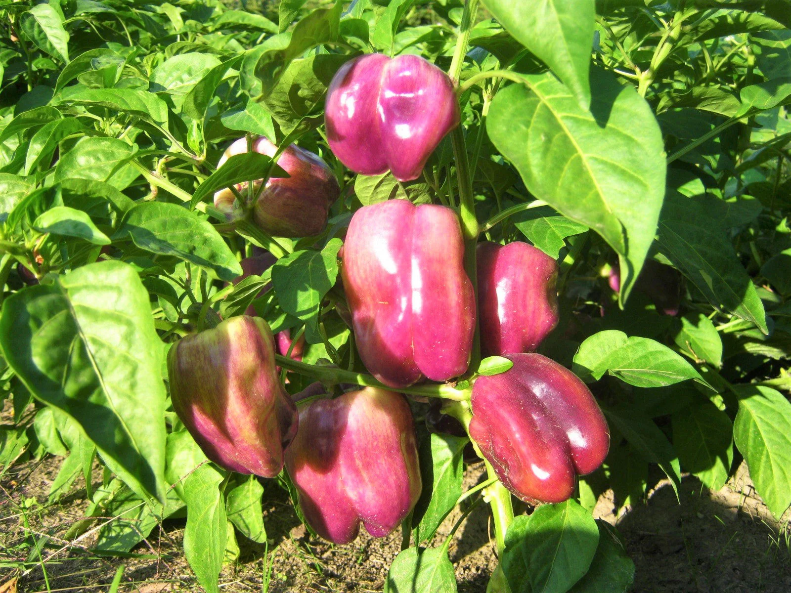 Lilac Bell Pepper - Image 2