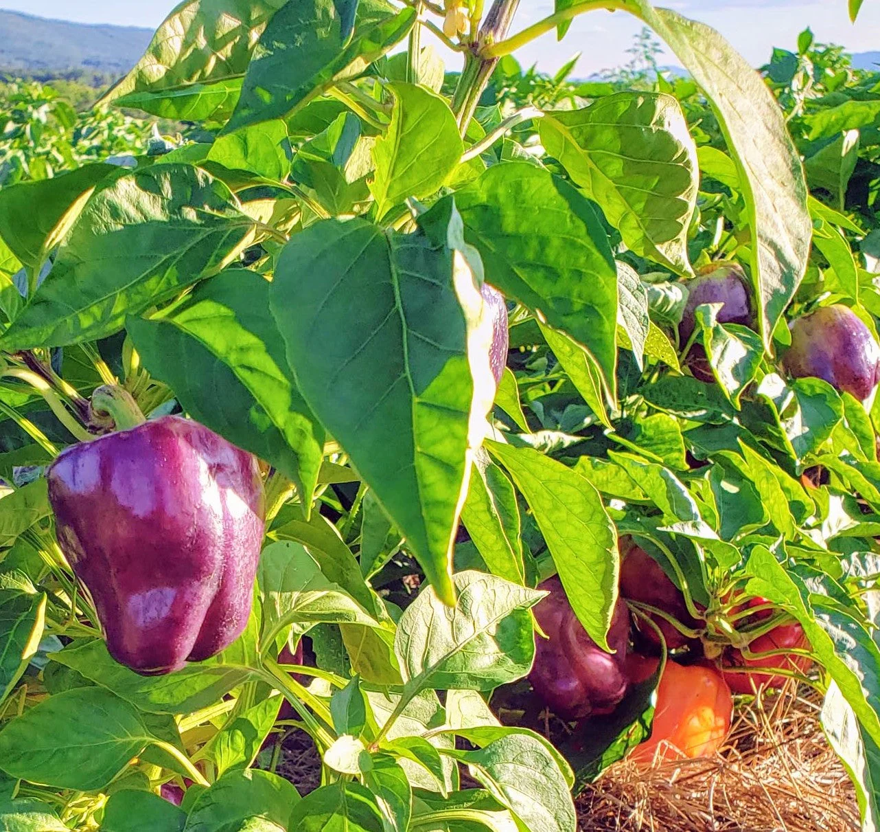 Lilac Bell Pepper - Image 3