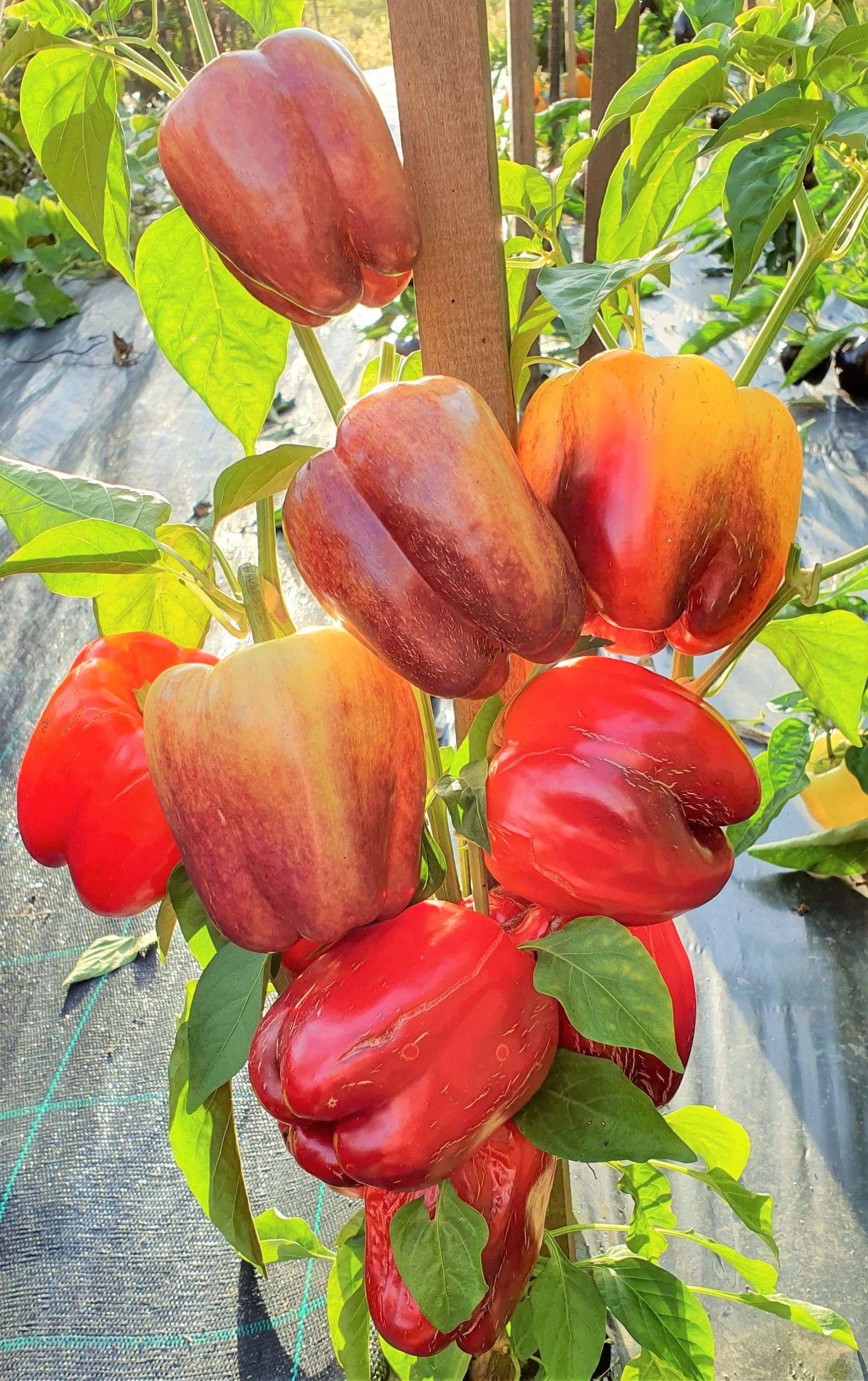 Lilac Bell Pepper - Image 4