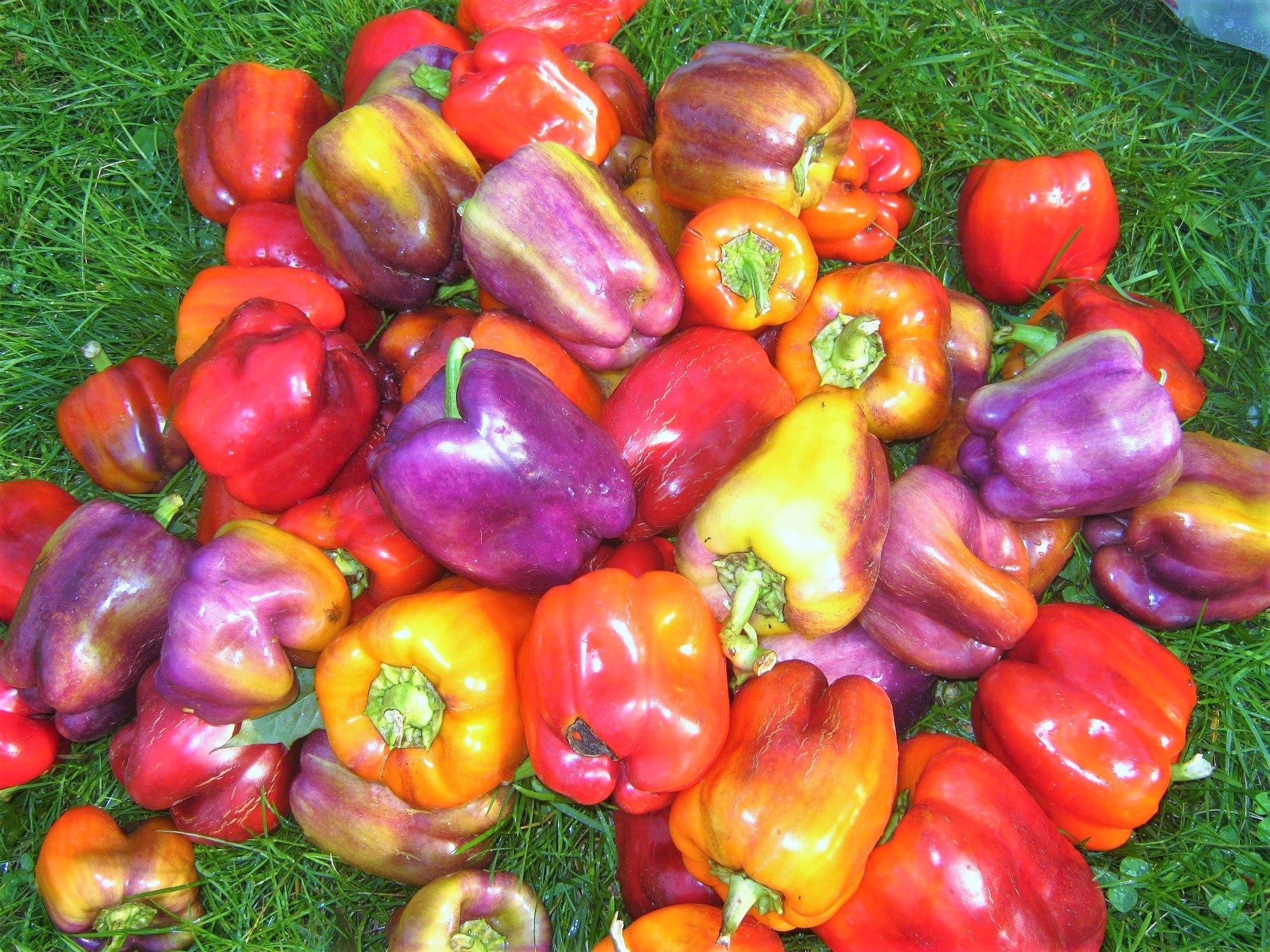 Lilac Bell Pepper - Image 9