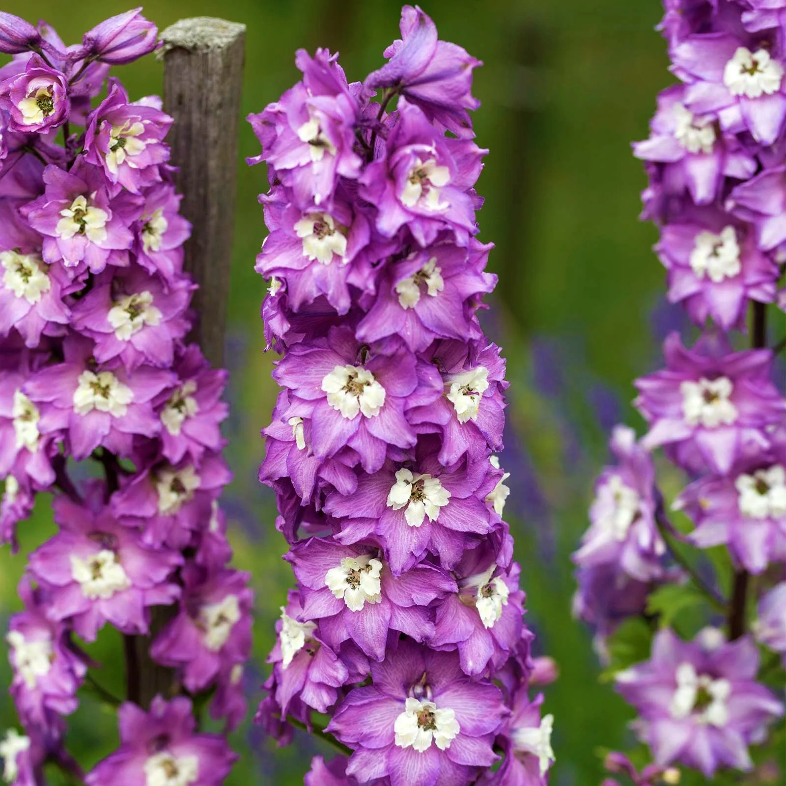 Lilac Rocket Larkspur - Image 3