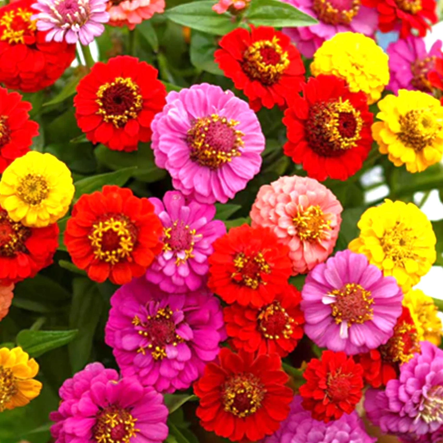 Lilliput Mix Zinnia