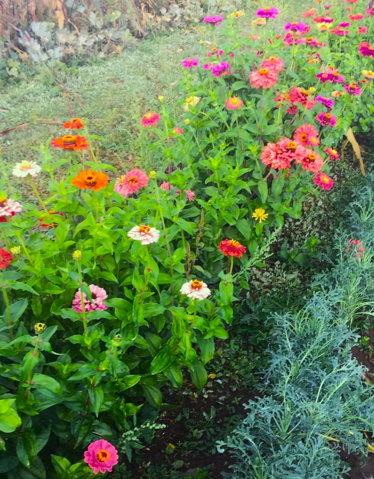 Lilliput Mix Zinnia - Image 2