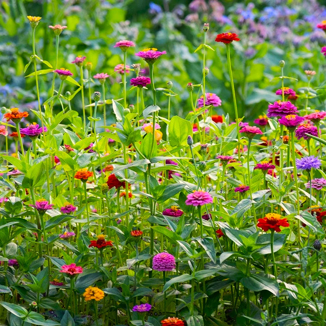 Lilliput Mix Zinnia - Image 4