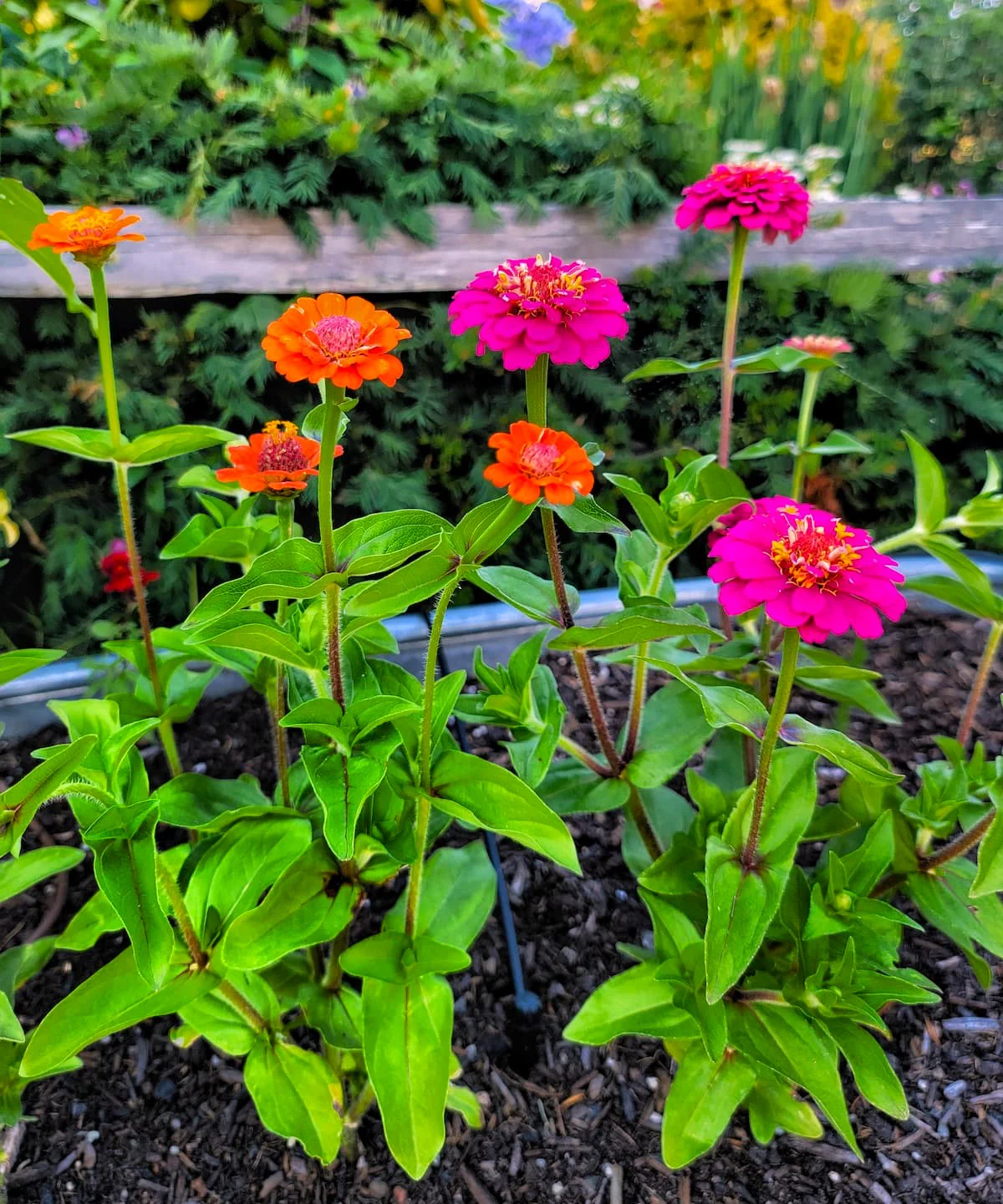 Lilliput Mix Zinnia - Image 5