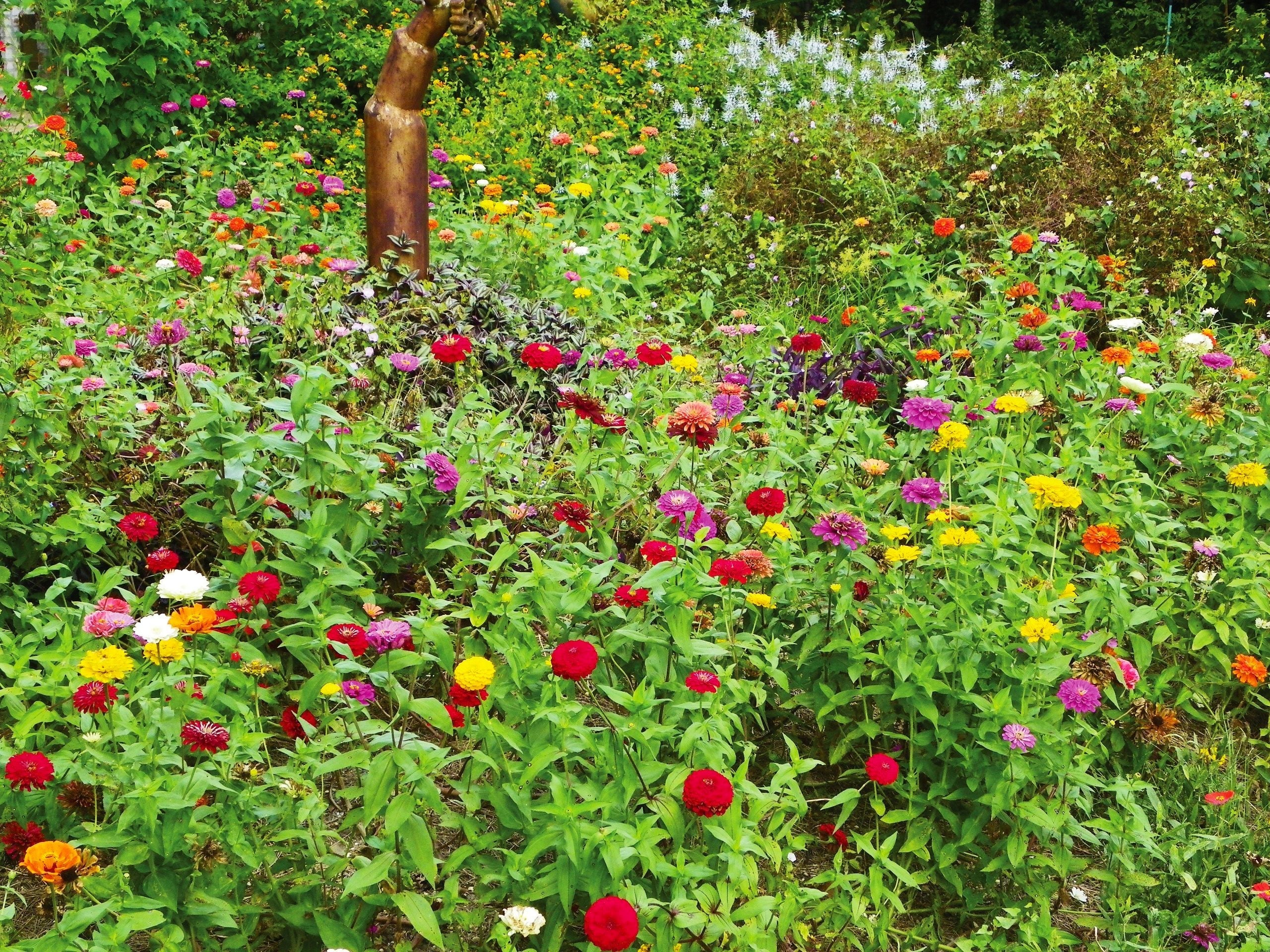 Lilliput Mix Zinnia - Image 6