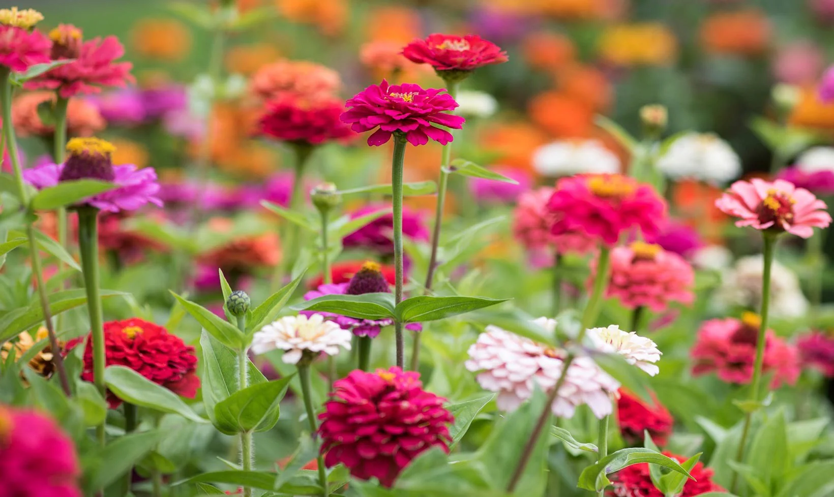 Lilliput Mix Zinnia - Image 8