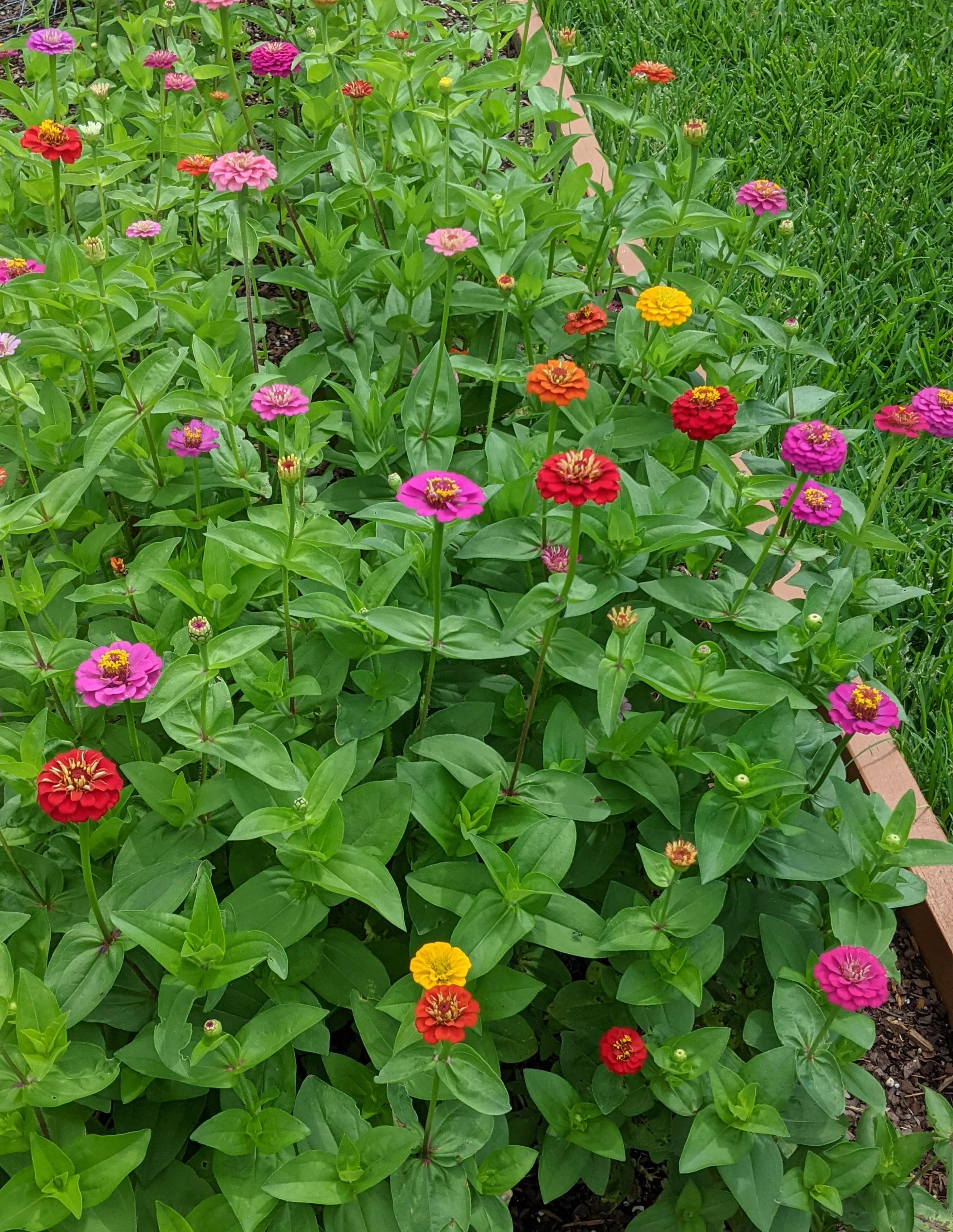 Lilliput Mix Zinnia - Image 9