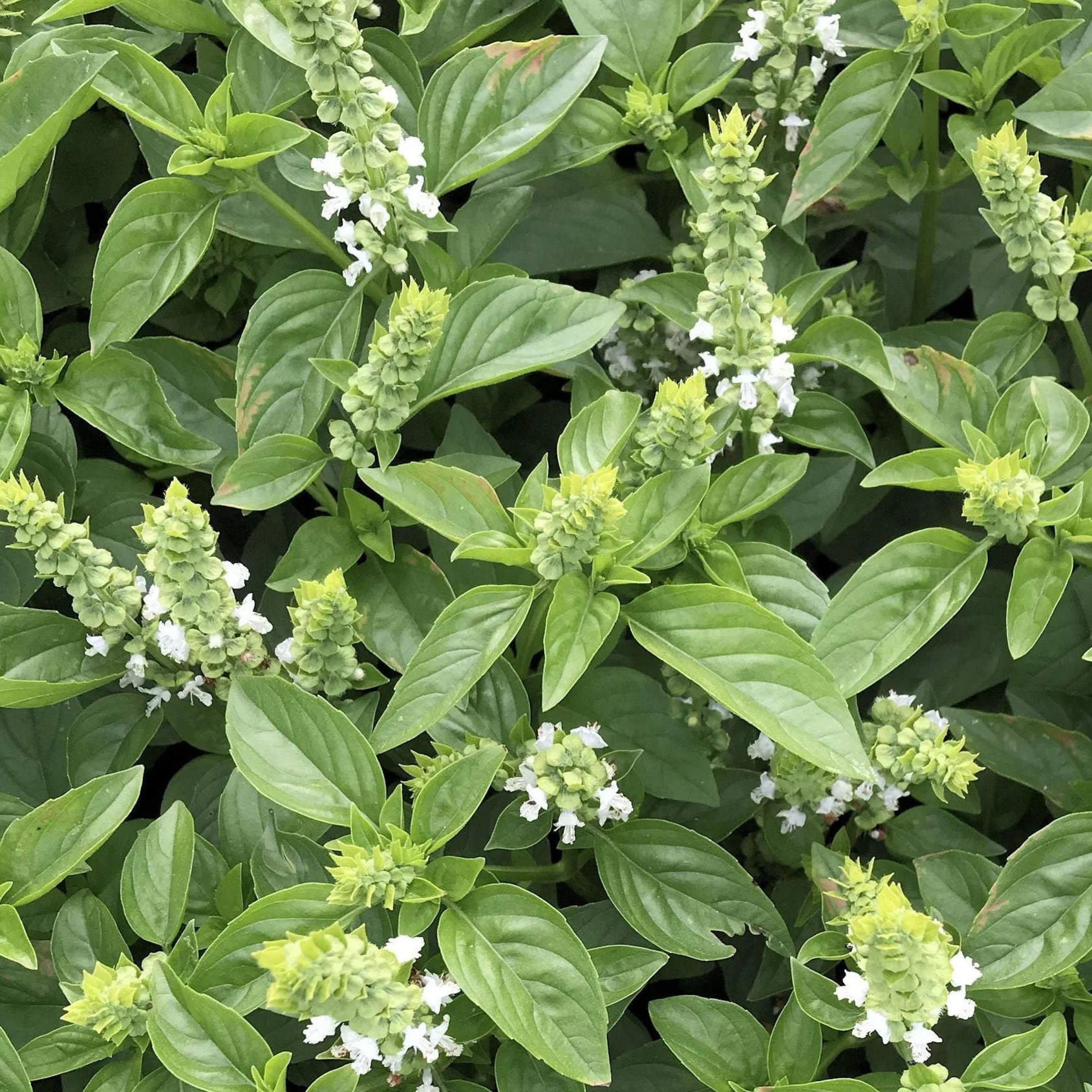 Lime Basil