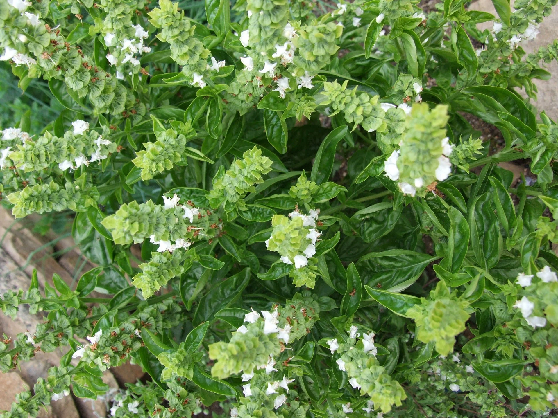 Lime Basil - Image 2