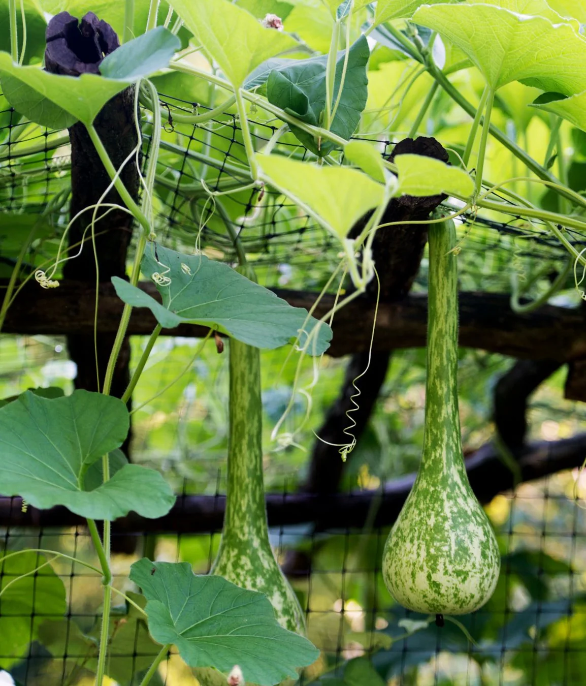 Long-Handled Dipper Gourd - Image 2